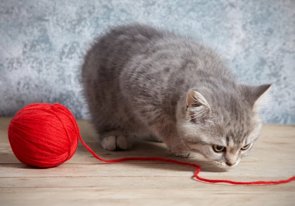 子猫と赤い糸のボール — ストック写真