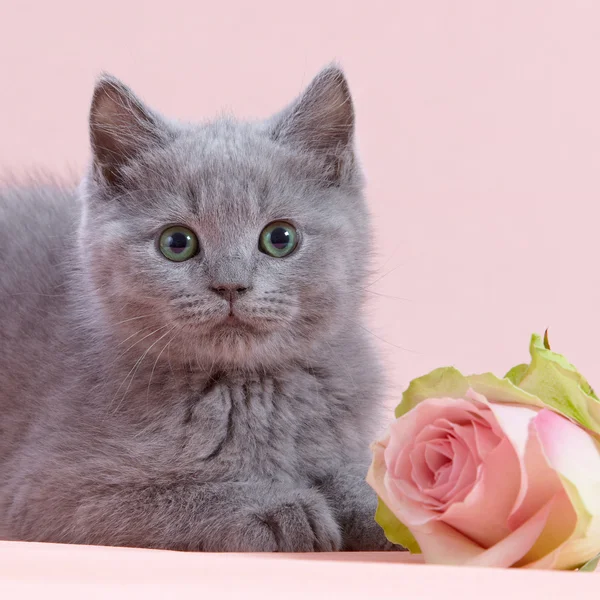 Kätzchen und rosa Rose — Stockfoto