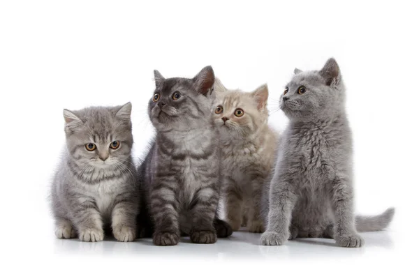 Vier Britse kort haar kittens — Stockfoto