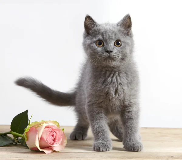 Kitten and pink rose — Stock Photo, Image