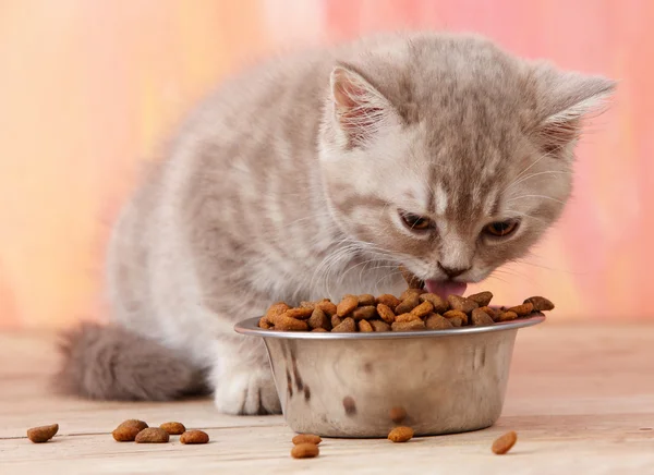 Kociak, jedzenie — Zdjęcie stockowe