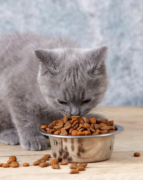 Котёнок ест — стоковое фото