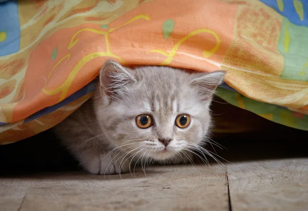 Kitten under bed — Stock Photo, Image
