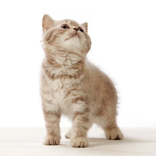 Beyaz zemin üzerinde kedi yavrusu — Stok fotoğraf