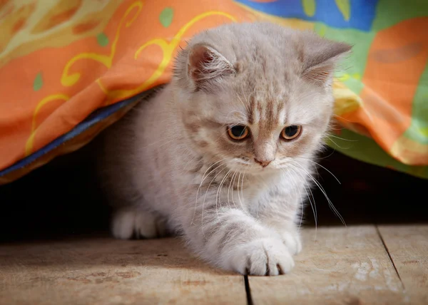 Kätzchen unter dem Bett — Stockfoto