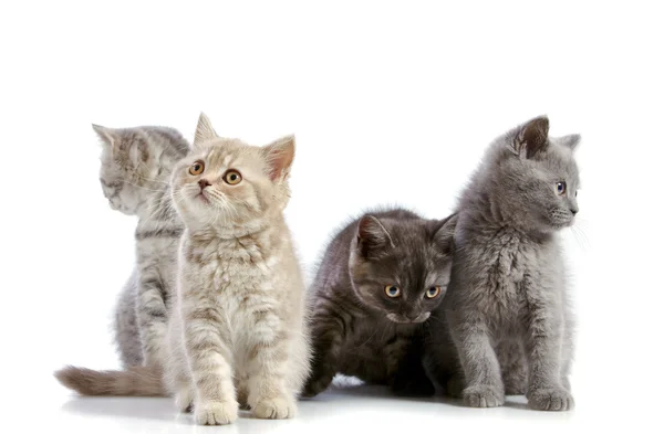 Четыре британских коротких котенка — стоковое фото