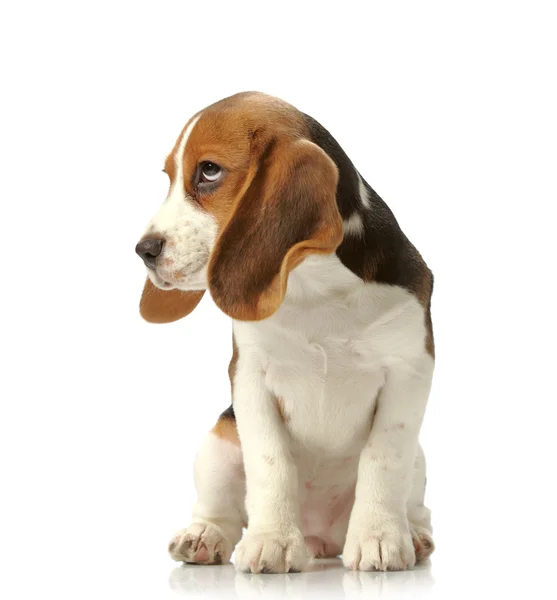 Beagle köpek yavrusu — Stok fotoğraf