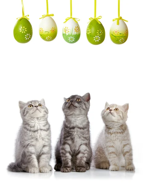 Котята и пасхальные яйца — стоковое фото