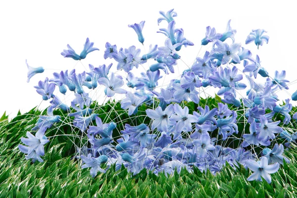 Μπλε άνοιξη λουλούδια διακόσμηση — Φωτογραφία Αρχείου