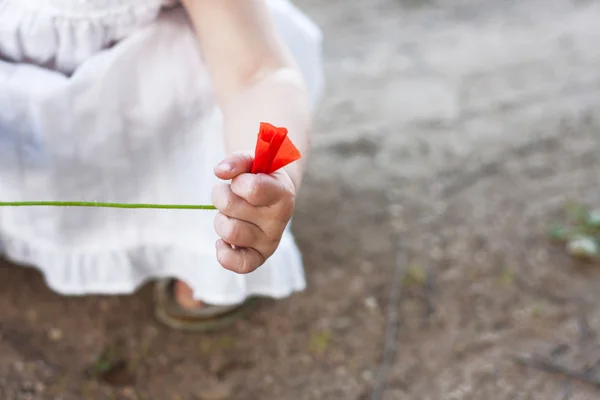 stock image Wild poppy in childs hand