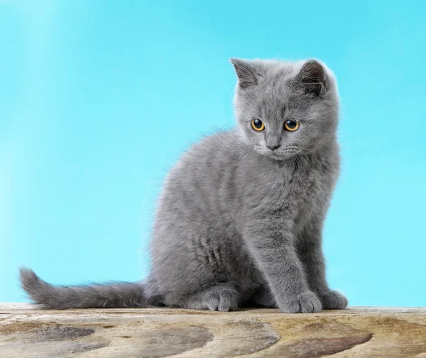 Kotek na niebieskim tle — Zdjęcie stockowe