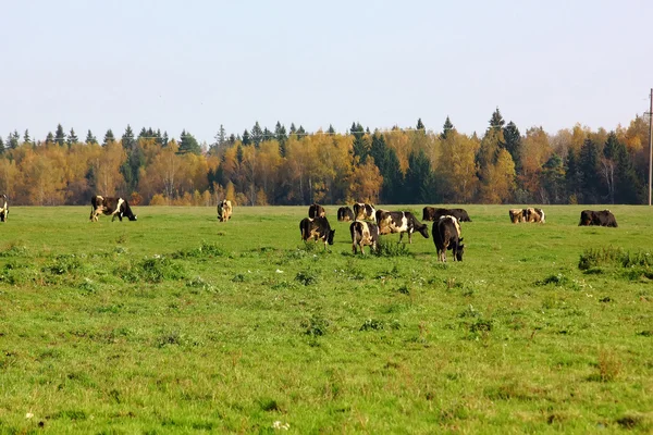 Herd of cows. — Stock Photo, Image