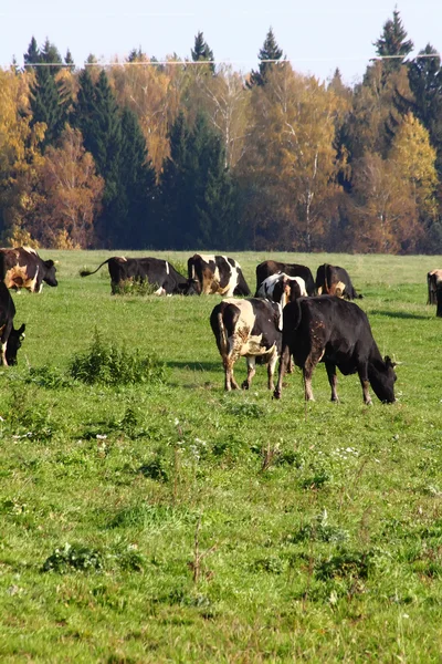 牛の群れ. — ストック写真