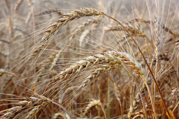 stock image Wheat ears.