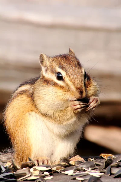다람쥐. — 스톡 사진