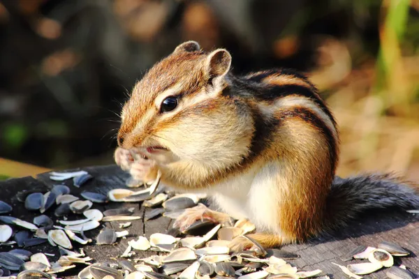 Észak-amerikai mókus. — Stock Fotó