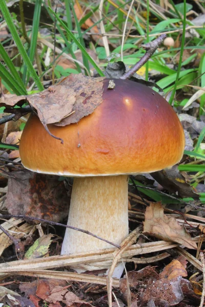 Гриб. Белые грибы . — стоковое фото