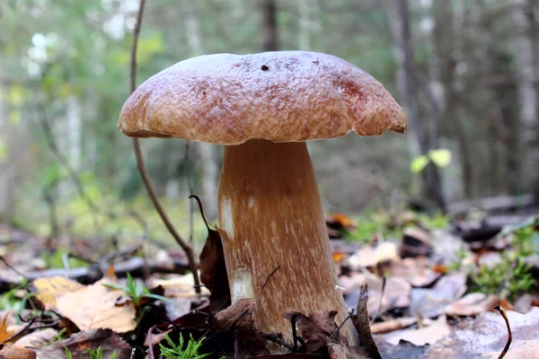 Mushroom. A cep. — Stock Photo, Image