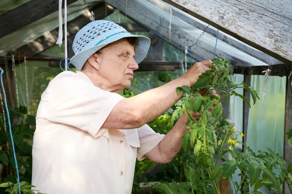 La anciana en un invernadero en los arbustos — Foto de Stock