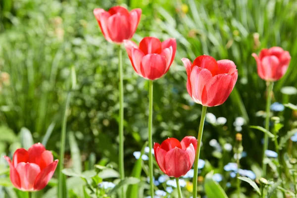 stock image Red tulips in the spring