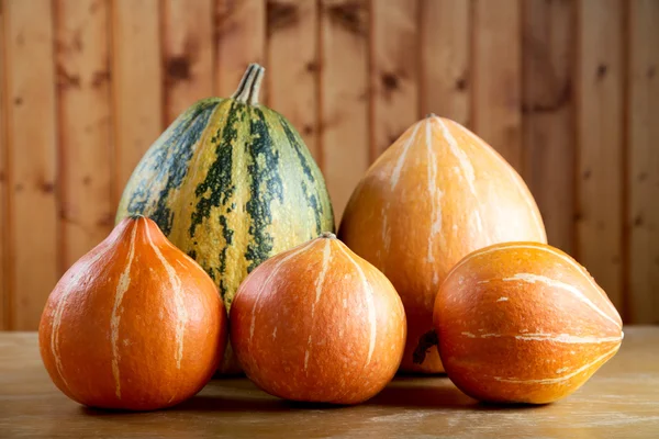 Médula vegetal y calabazas — Foto de Stock