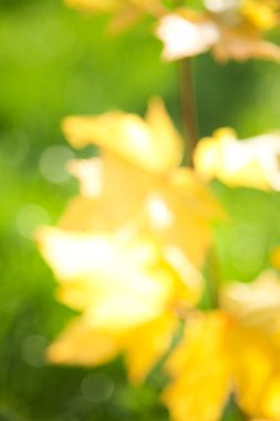 doğal arka plan bulanıklık