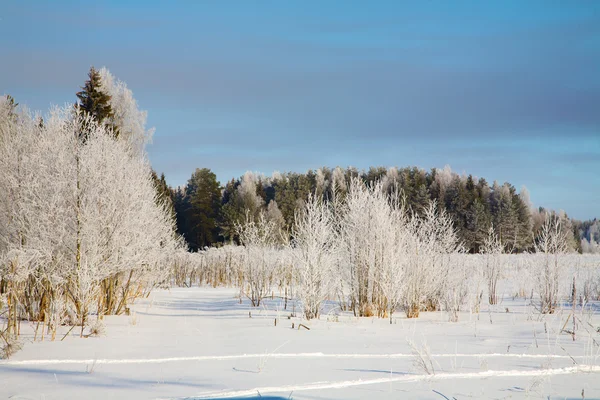 stock image Winter landscape with snow