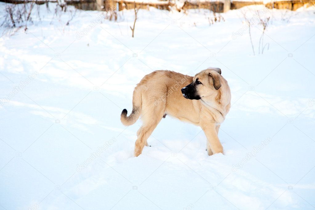 Spanish mastiff in snow in the winter
