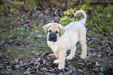 meydanda sonbahar öğleden sonra İspanyol mastiff, köpek yavrusu