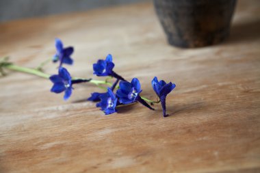 ahşap bir masa üzerinde koyu mavi çiçek şube