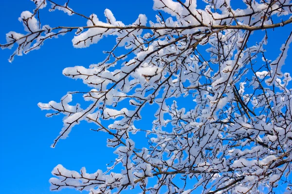 stock image Tree branches