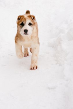 yürüyen köpek yavrusu