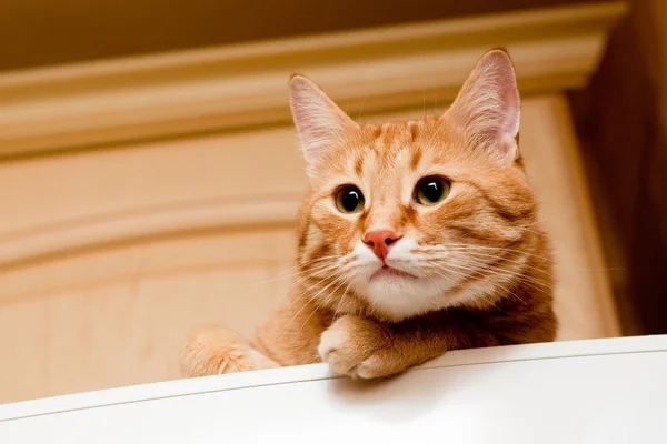 Imbir kot Mora — Zdjęcie stockowe