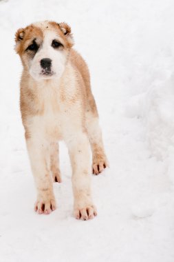 ayakta köpek yavrusu