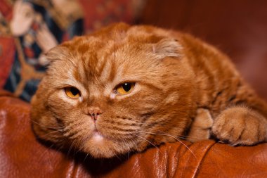 Scottish fold cat clipart