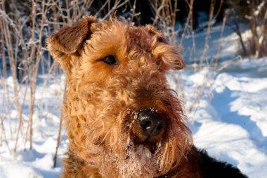 Airedale