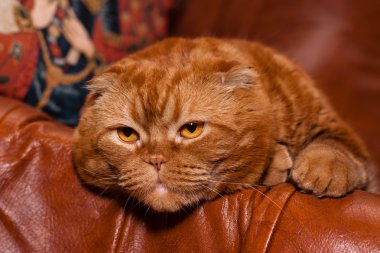 Scottish fold cat clipart