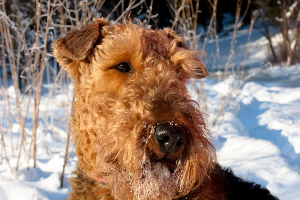 Airedale — Stock Photo, Image
