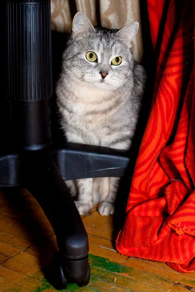 Crey gatto tabby — Foto Stock