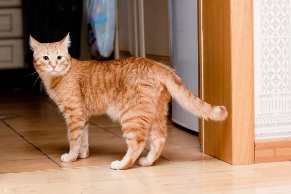 Τζίντζερ γάτα Τάμπι — Φωτογραφία Αρχείου