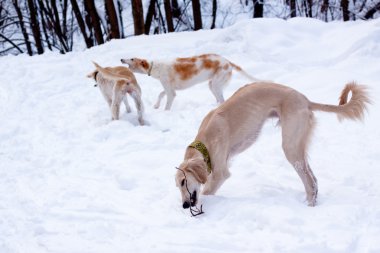 tazı pups içinde kar