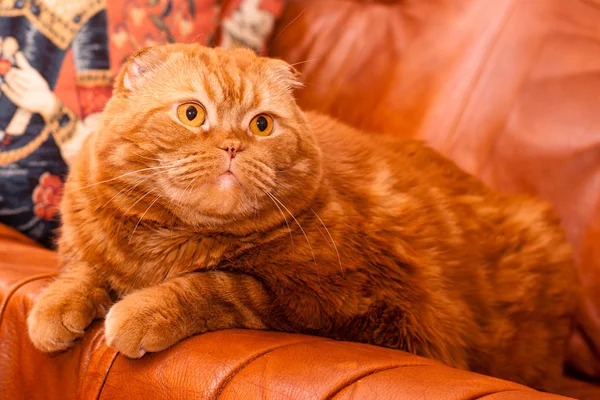 İskoç kedisi — Stok fotoğraf