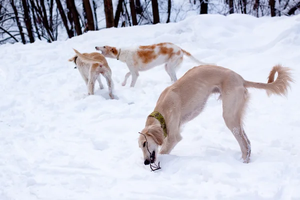 猎犬幼犬在雪中 — 图库照片