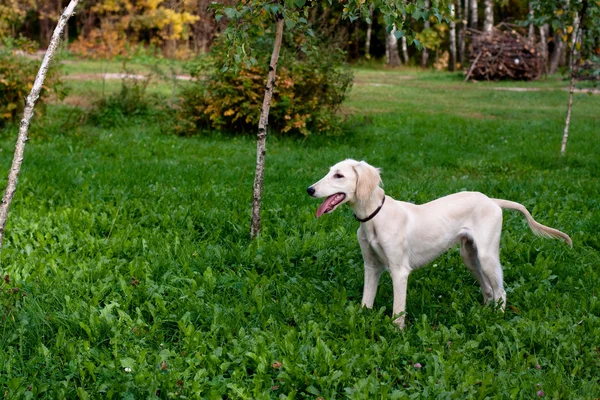 Cachorro de pé — Fotografia de Stock