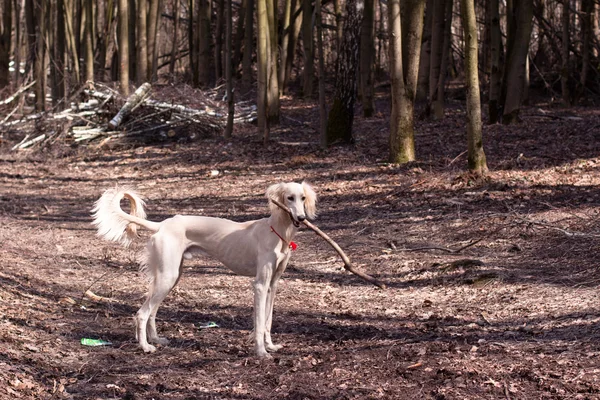 白色波斯猎犬 — 图库照片