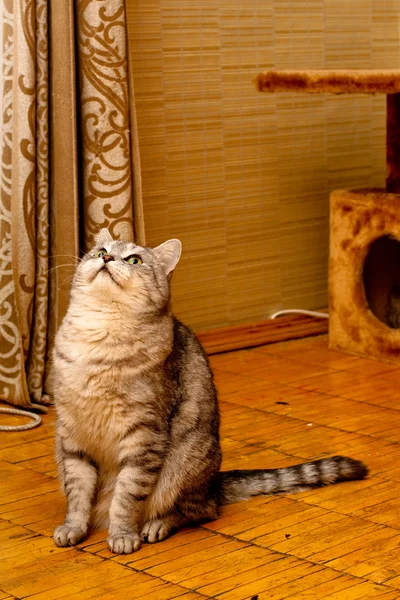 克里虎斑猫 — 图库照片