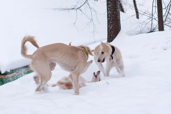 Segugio cuccioli nella neve — Foto Stock