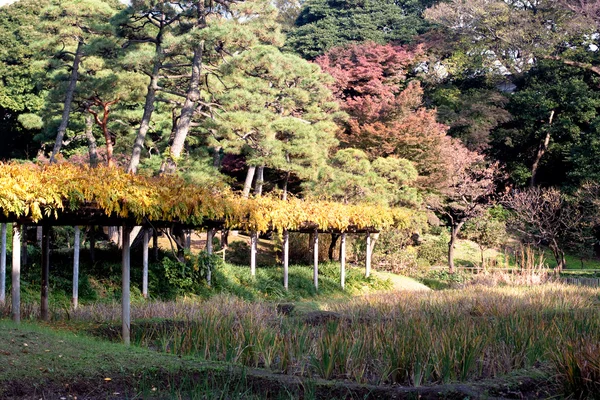 Japoński park jesień — Zdjęcie stockowe