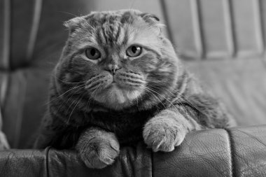 Scottish fold cat clipart