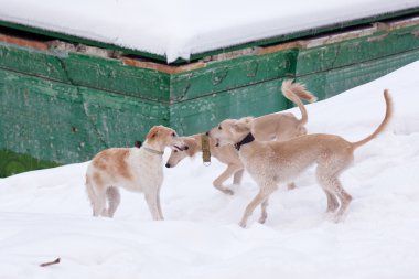 tazı pups içinde kar